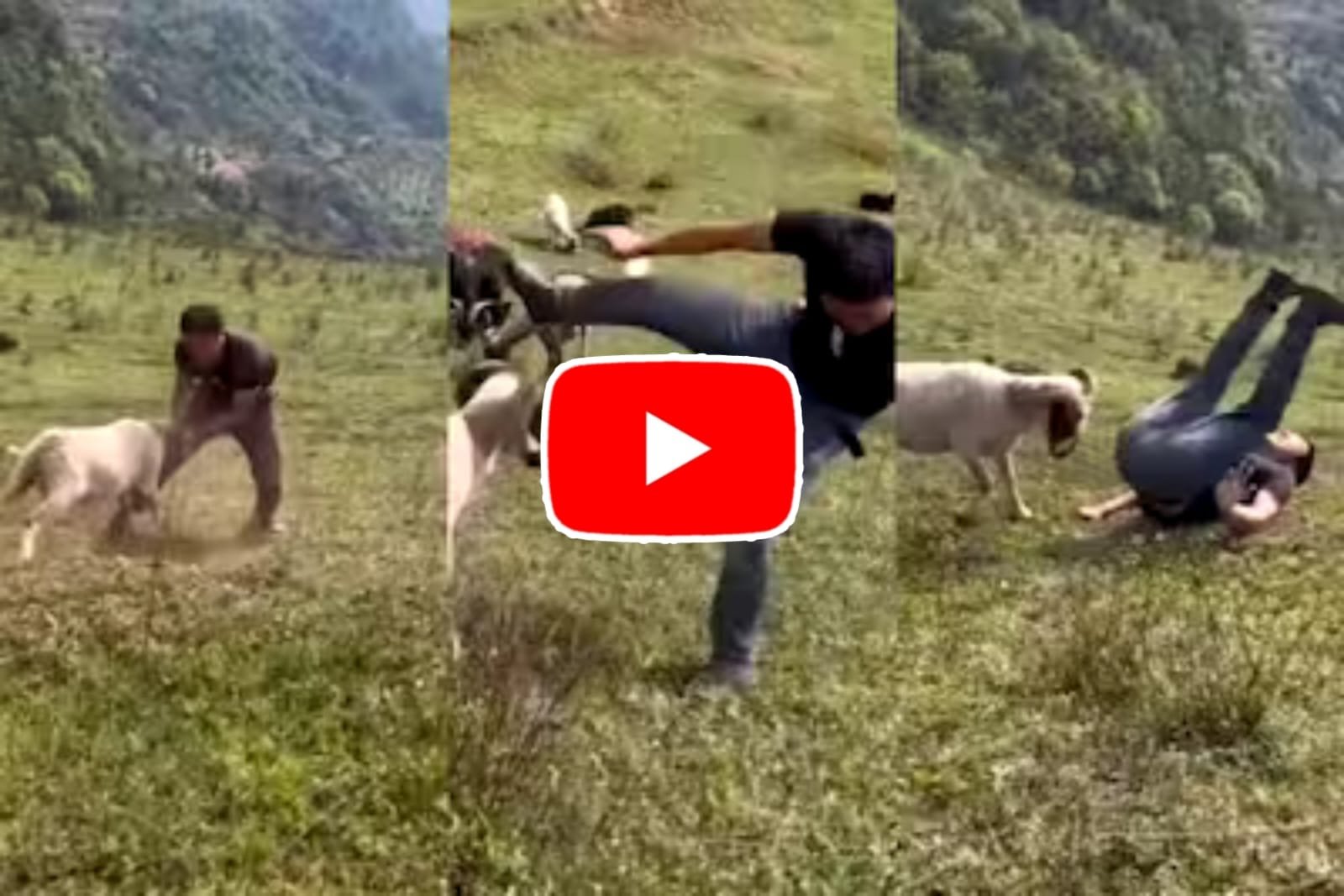 Bhed Ka Funny Video: A person made the mistake of fighting with a sheep, in the end he got beaten.