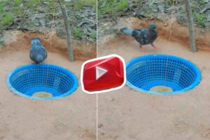 Desi Jugaad | The guy who caught the pigeon used his strong engineering mind