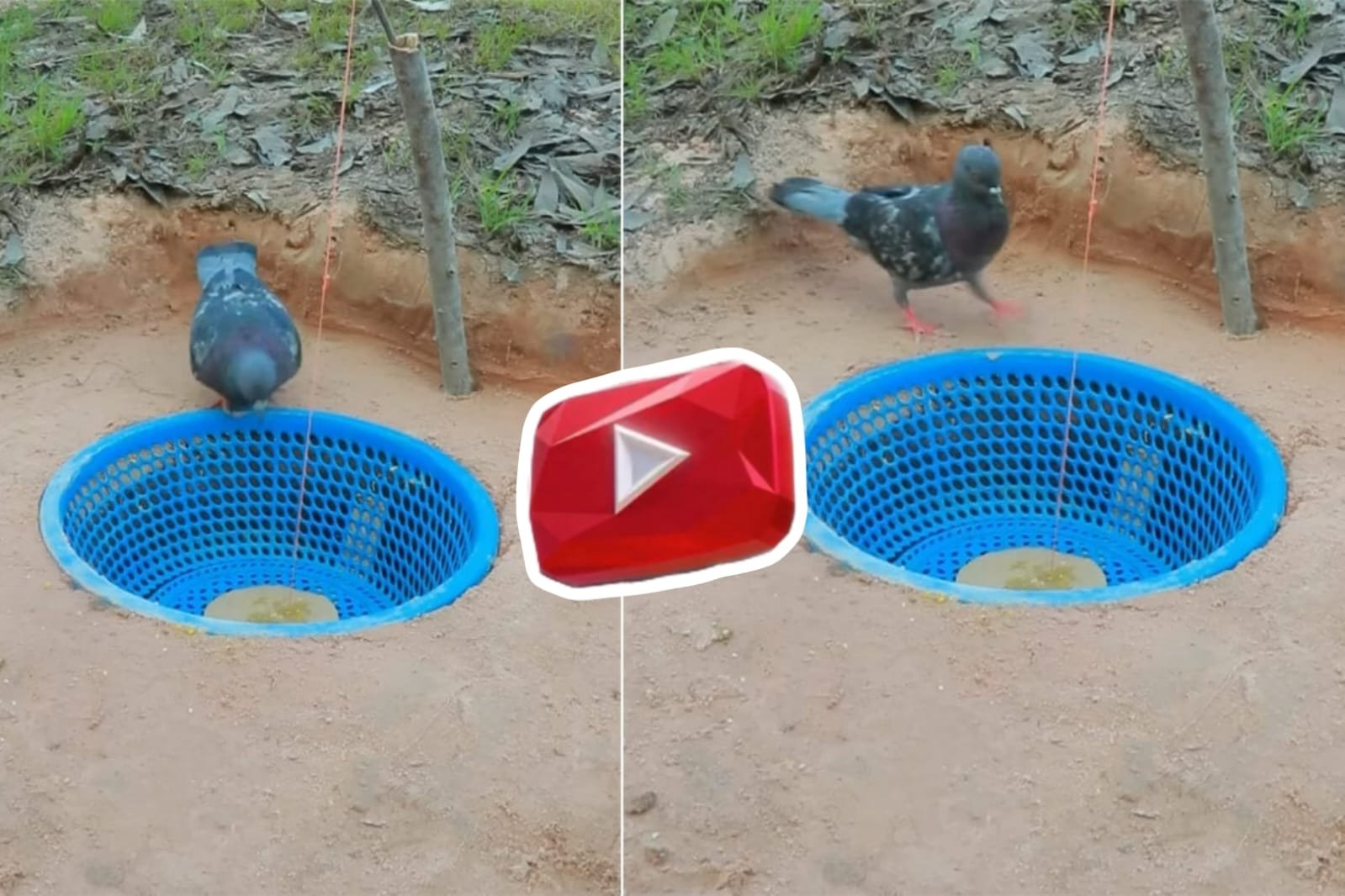 Desi Jugaad | The guy who caught the pigeon used his strong engineering mind