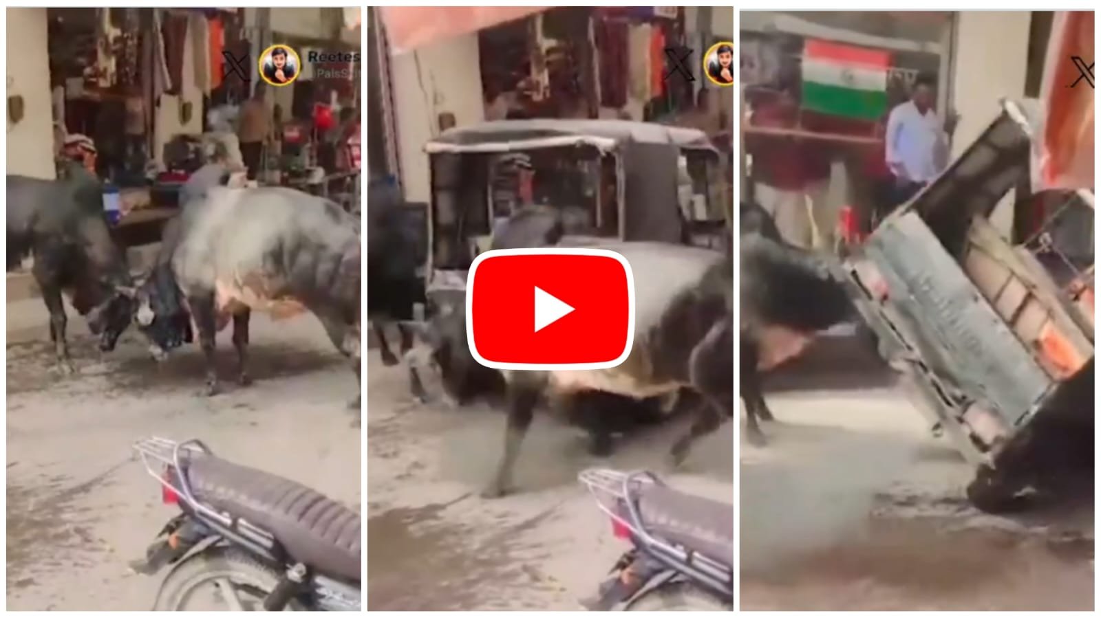 Funny Video: Auto driver's brother had to go in the middle of a fight between two bulls.