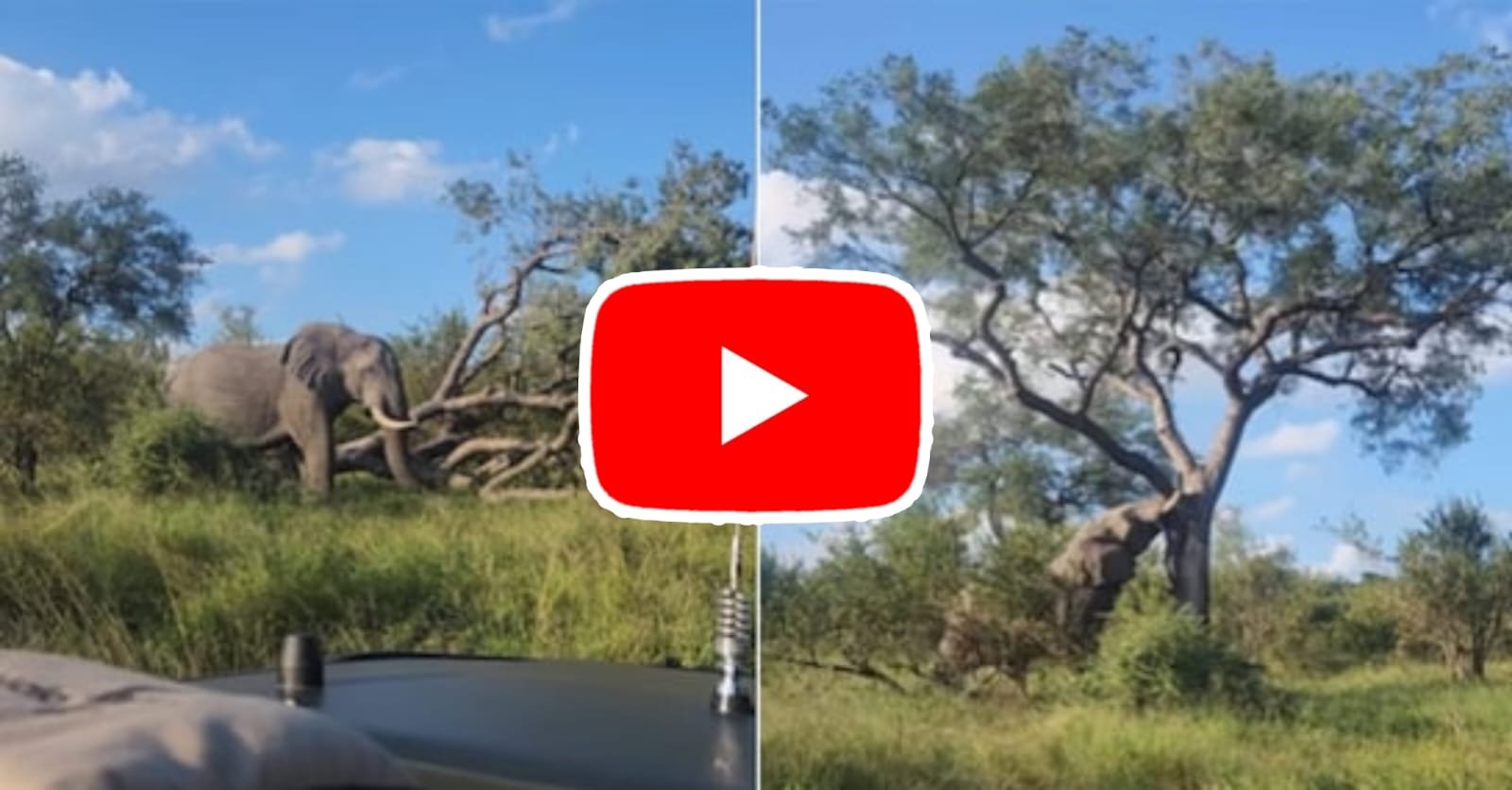 Hathi Ka Video: Gajraj sir got so angry that he uprooted the giant tree in one fell swoop.