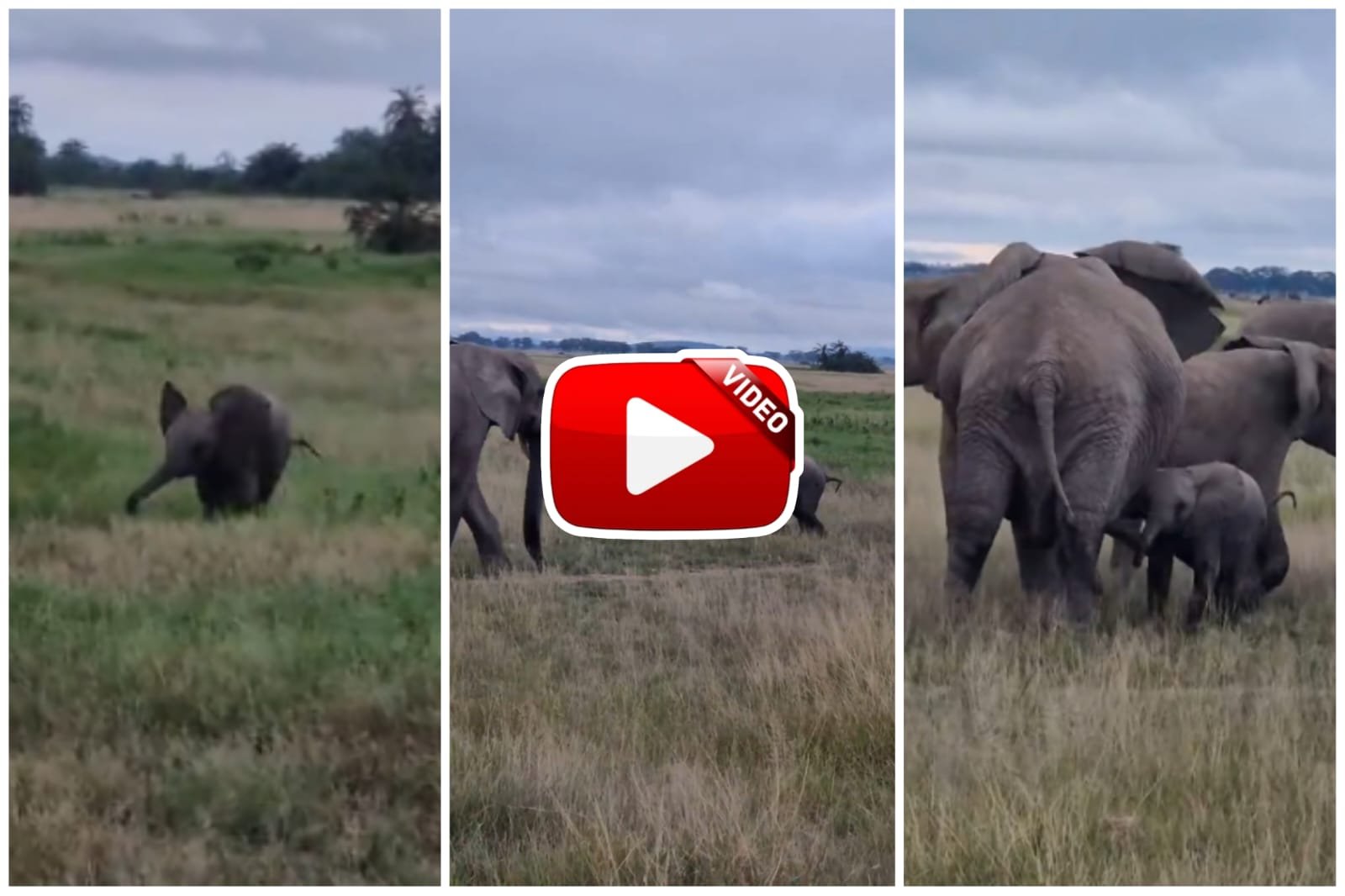 elephant video Little Gajraj got separated from his mother, when found he showered a lot of love