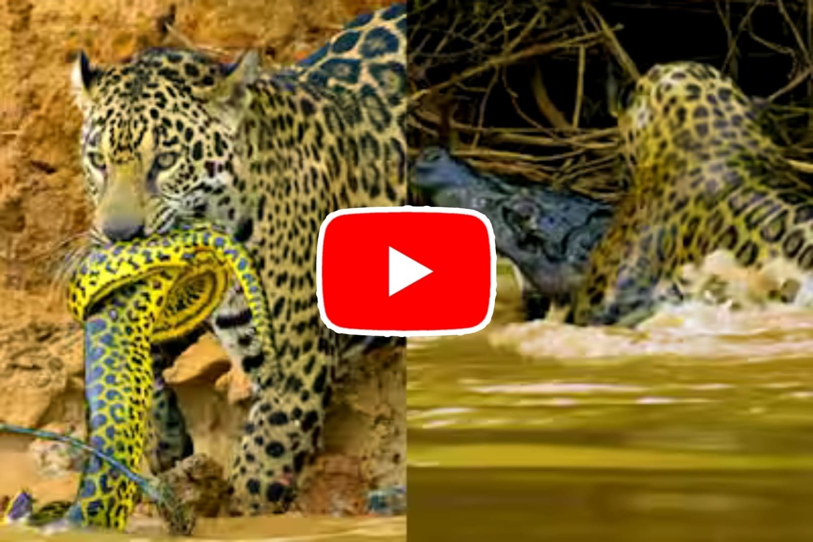 Jaguar Ka Video: Dreaded Jaguar hunted python and crocodile