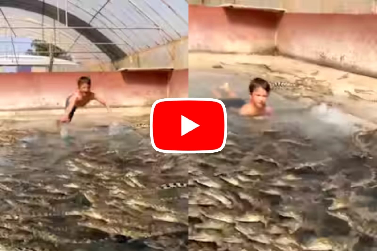 Magarmach Ka Video: A small child was seen swimming among the dreaded crocodiles