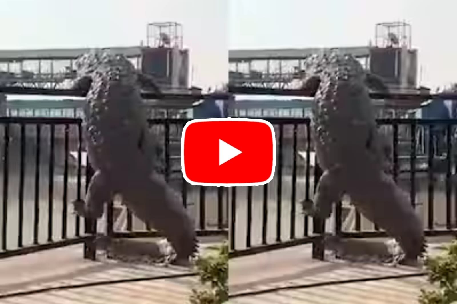 Magarmach Ka Video: Giant crocodile seen trying to jump the railing