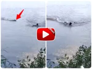 Magarmach Ka Video | Trouble came in the form of a crocodile after the person swimming in the river.