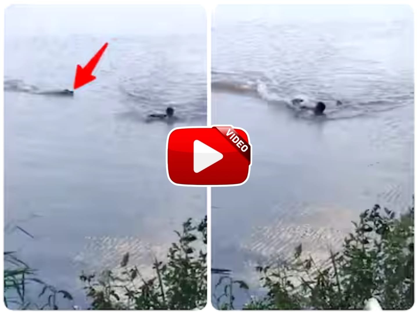 Magarmach Ka Video | Trouble came in the form of a crocodile after the person swimming in the river.