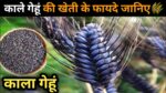 लोकवन और हावड़ा गेंहू को छोड़ काले गेहू की करे खेती किसान हो जायेगे मालामाल