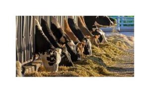 Mnrega Pashu Shed Yojana: Under MNREGA Animal Shed Scheme, you will get a good subsidy from the government.