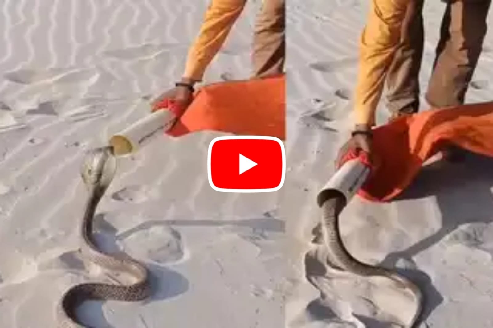 The man used a pipe to catch the giant Cobra with its hood spread.