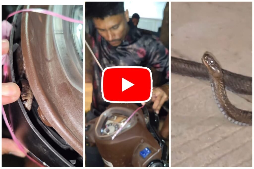 Scooty Me Cobra: Dangerous rescue of giant Cobra hiding in Scooty