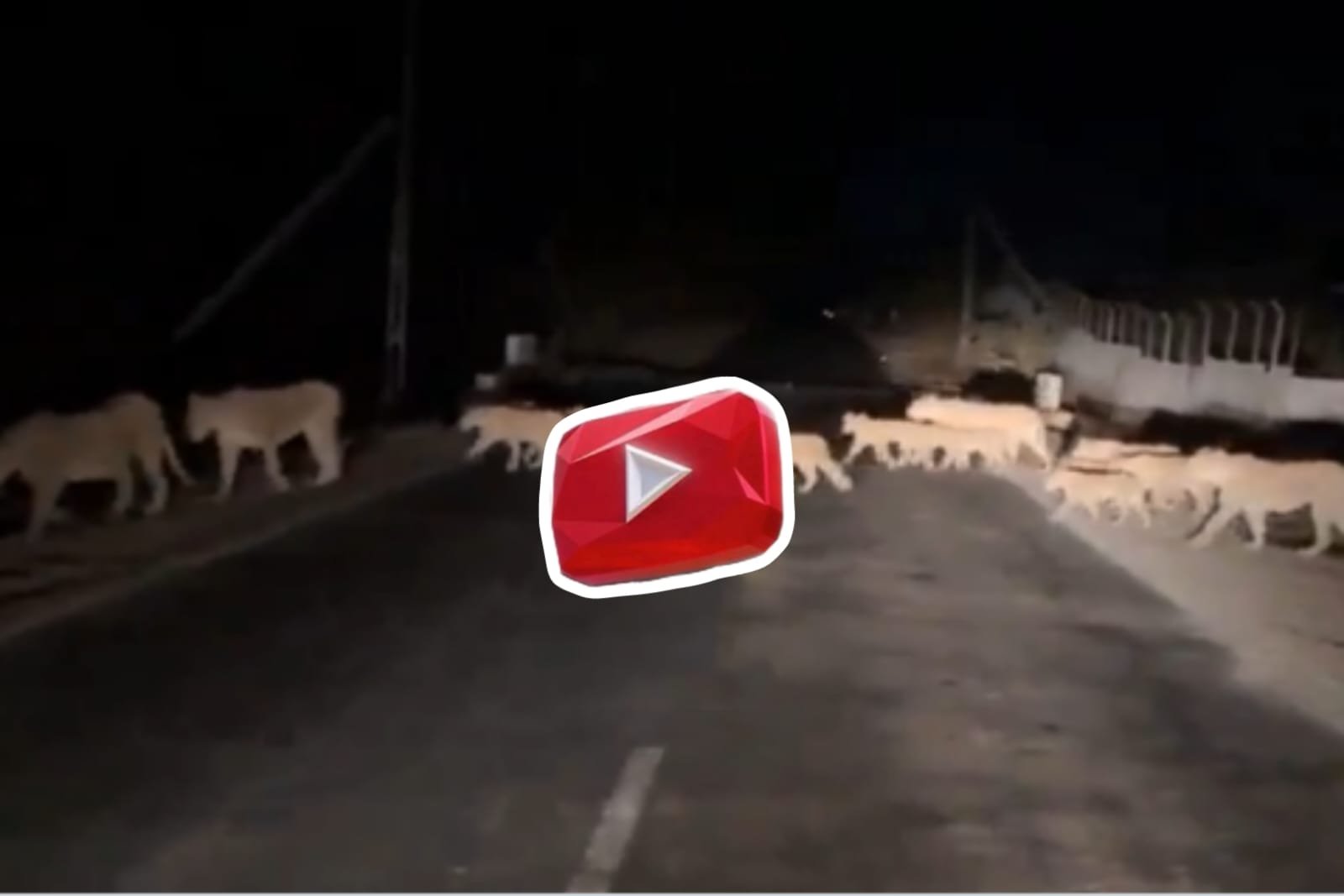 Sher Ka Video | A herd of 14 ferocious lions seen crossing the road together