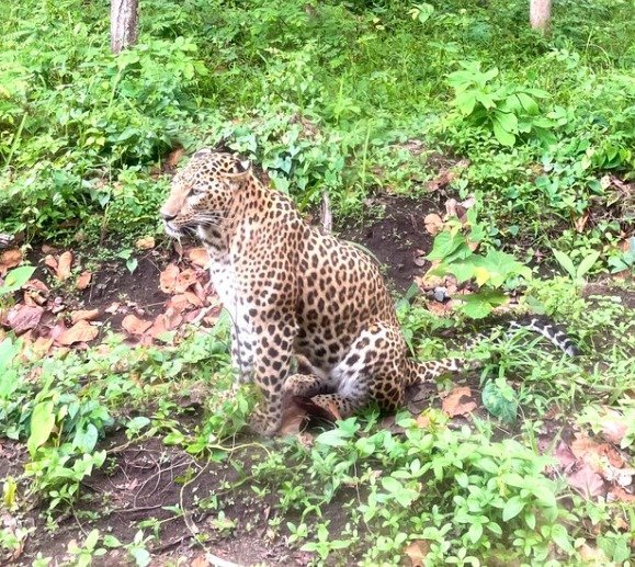 Jungle News | Leopard looked worried, IFS officer shared photo