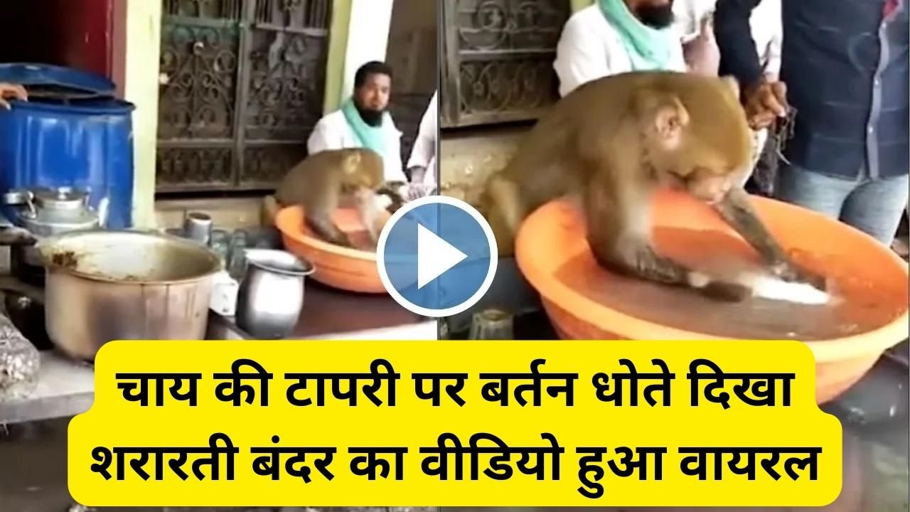 चाय की टापरी पर बर्तन धोते दिखा शरारती बंदर का वीडियो हुआ वायरल, देखे Viral Video