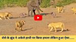 Sher aur Hathi Ka Video: शेरो के झुंड ने अकेले हाथी पर किया हमला लेकिन हुआ ऐसा......