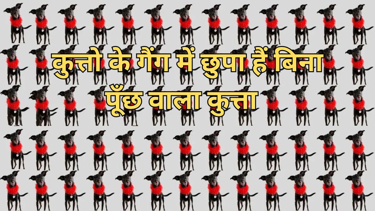 optical illusion: कुत्तो के गैंग में छुपा हैं बिना पूँछ वाला कुत्ता, जल्दी ढूंढने वाला कहलायेगा तेज नजर का मालिक