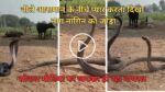 Nag Nagin Video: नीले आसमान के नीचे प्यार करता दिखा नाग नागिन का जोड़ा, सोशल मीडिया पर जमकर हो रहा वायरल