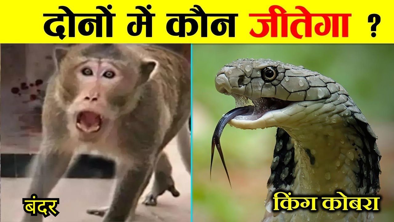 Cobra Aur Bandar Ka Video: सांपो के बादशाह किंग कोबरा को बंदर से पंगा लेना पड़ा भारी