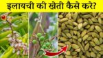 किसानों की किस्मत चमका देगी इलाइची की खेती! बिकती है लाखो में, यहाँ देखे खेती करने का तरीका