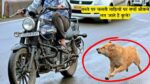 Amazing Facts: रास्ते पर चलती गाड़ियों पर क्यों भौकने लग जाते है कुत्ते? रहस्य सुलझाएगा ये लेख