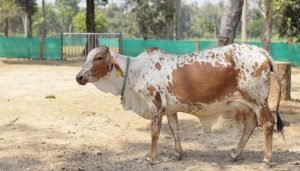 राजस्थान की ये कामधेनु बना देगी पशुपालको को लखपति, जानिए इस गाय की कीमत