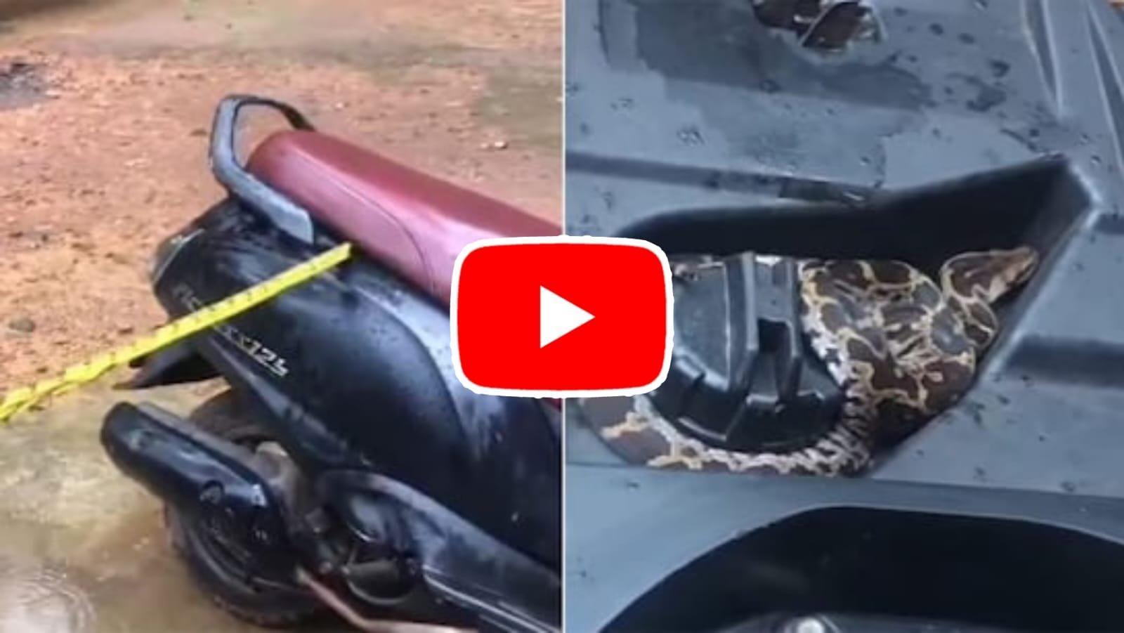 Python Ka Video: I got goosebumps after seeing the python hiding in the scooter.