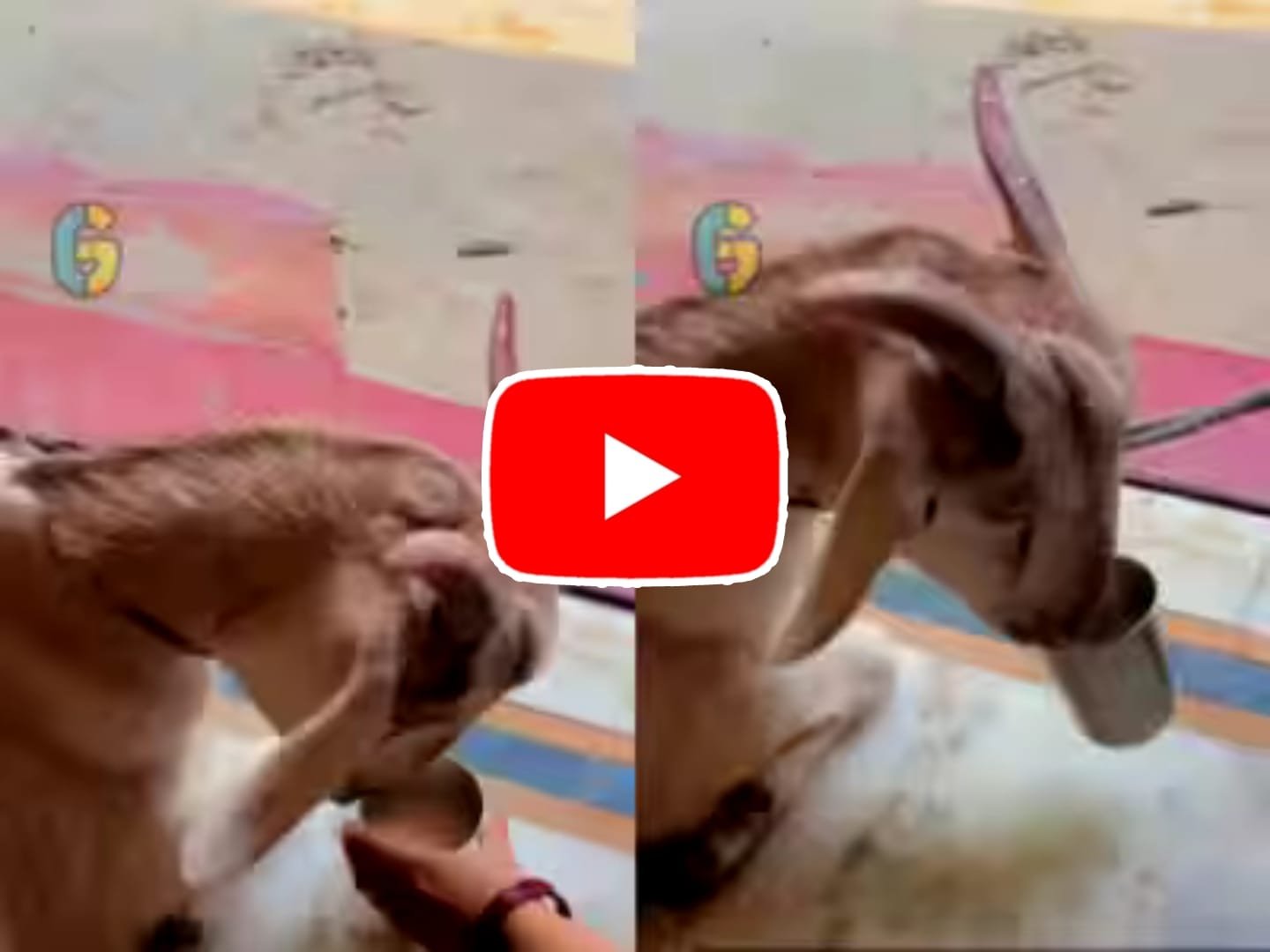 Bakri Ka Video: Goat seen happily sipping tea in glass