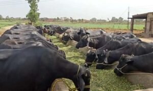 Bhains Ki Nasal: These 5 top breeds of buffaloes are no less than any ATM, will make farmers rich