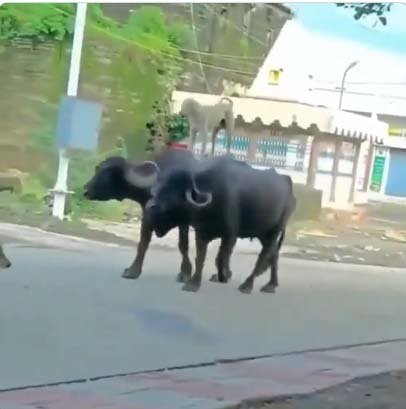 Funny Video: Brave dog seen riding two buffaloes together