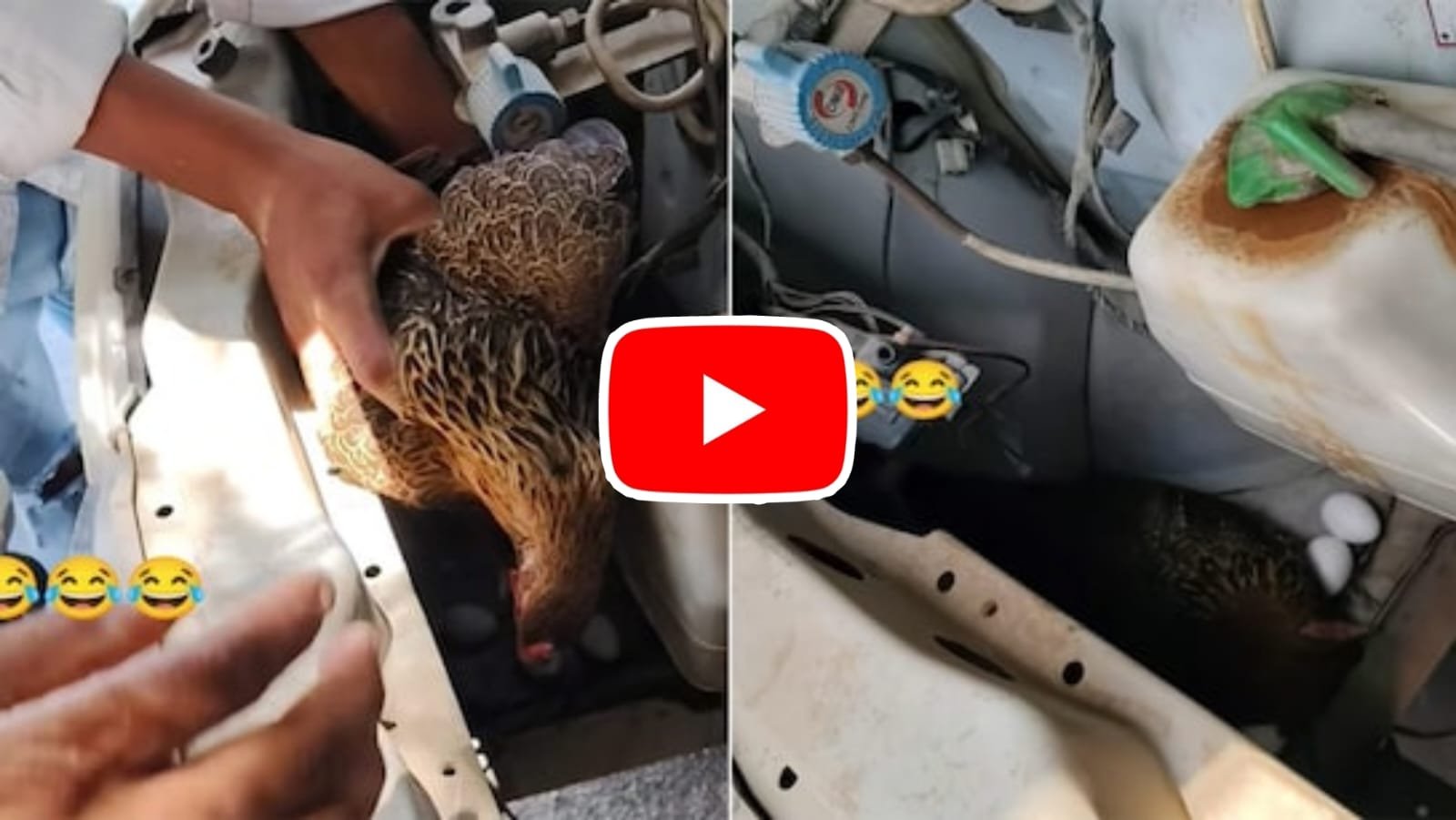 Funny Video: As soon as the bonnet of the car was opened, a hen came out from inside and laid eggs there.