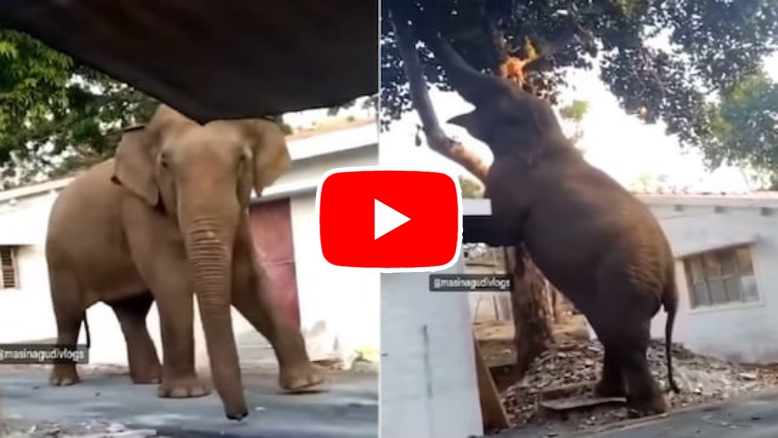 Hathi Ka Video: Gajraj sir climbed on the roof of the house to pluck jackfruit from the tree.