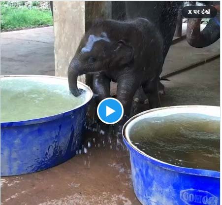 Hathi Ka Video: Little Gajraj sir found a tub full of water, then had a lot of fun