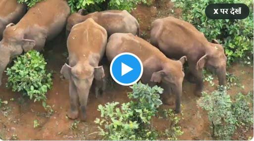 Hathi Ka Video: Little Gajraj sir was seen sleeping comfortably among the giant elephants.