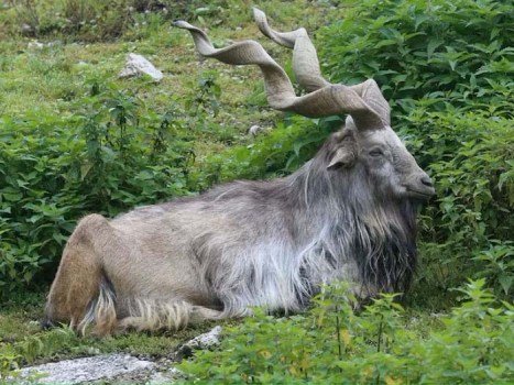 Saanp Khati Hai Bakri: This animal of goat family eats snake, it is the national animal of Pakistan.