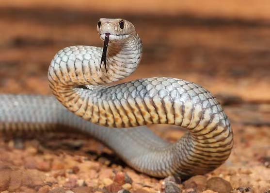 Udne Wale Saanp: These are the five dangerous snakes that attack by flying in the air.