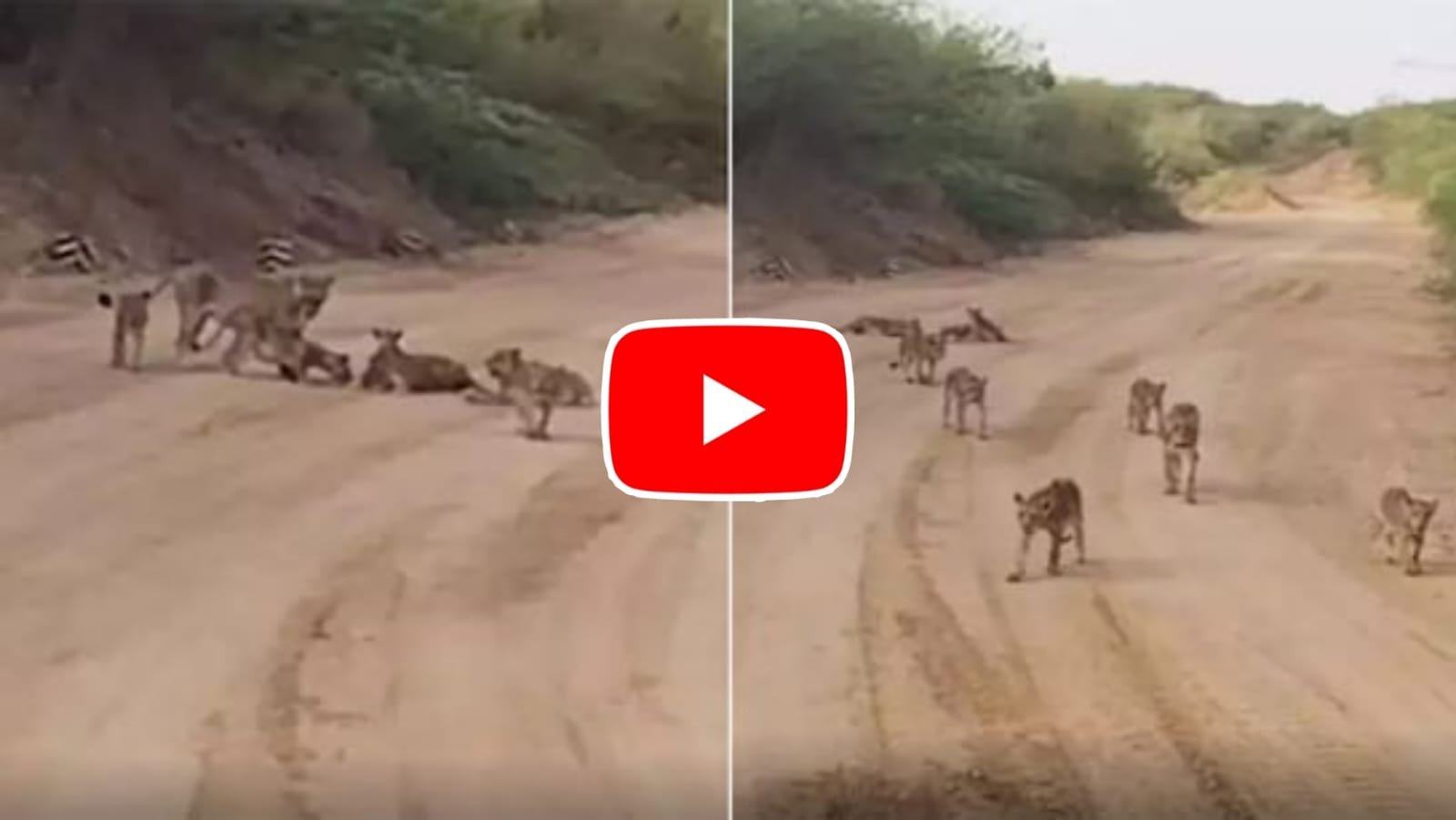 Sher Ka Video: A family of 12 ferocious lions sat in the middle of the road