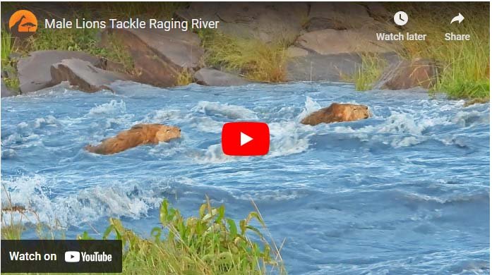 Sher Ka Video: A group of lions was seen crossing the swollen river with courage.