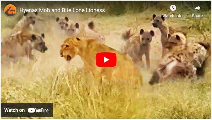 Video of Sherni and Hyena: Lioness alone fought with a group of hyenas, they were trying to snatch the prey.