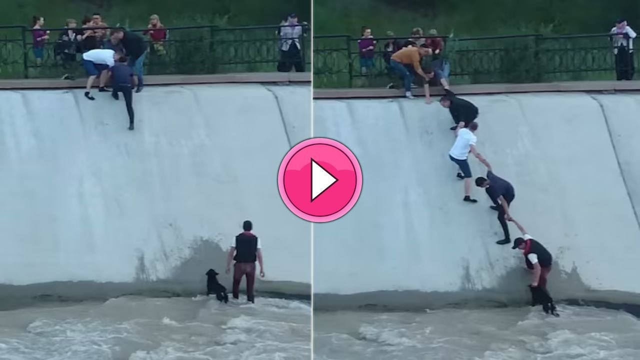 अपनी जान जोखिम में डाल कुछ लोगो ने बचाई पानी में फंसे कुत्ते की जान, वीडियो हुआ वायरल