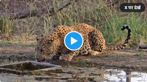 Tendue Ka Video: Video of leopard coming to the pond to drink water