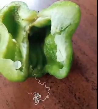 Thread Worm: If you are also fond of eating capsicum, then be careful, this thread like creature increases the tension.