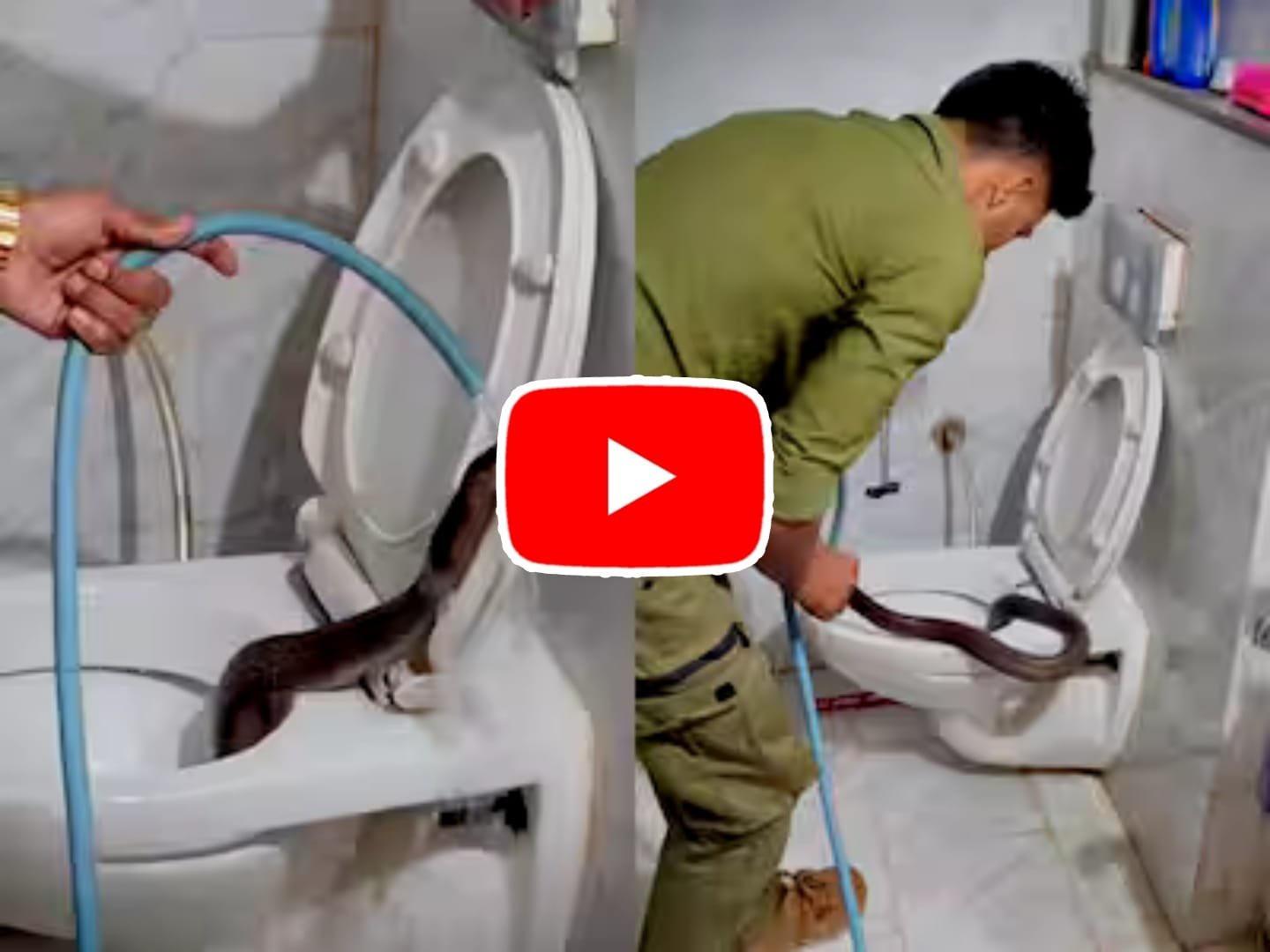 Cobra snake in toilet: Giant cobra snake came out from inside the commode