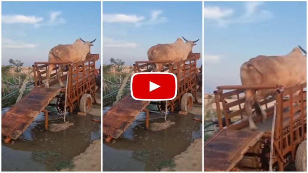 Desi Jugaad Video: किसान ने कुएँ से पानी निकालने के लिए लगाया तगड़ा जुगाड़, जुगाड़ देख आप भी रह जाओगे हैरान