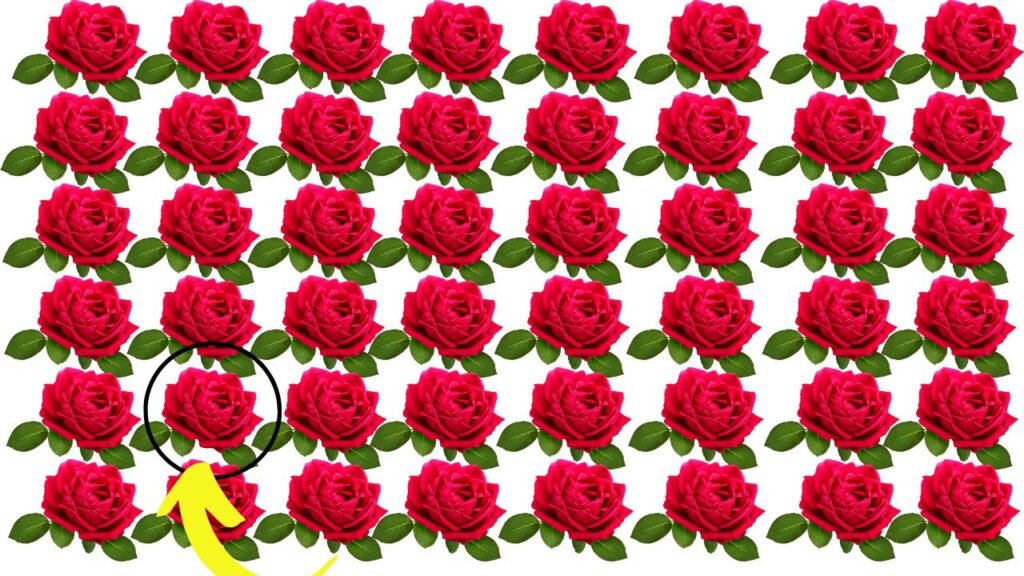 Optical Illusion: सच्चा आशिक़ ही तस्वीर में 5 सेकंड में ढूंढ़कर दिखायेगा एक अलग गुलाब, क्या आप ढूंढ पाओगे