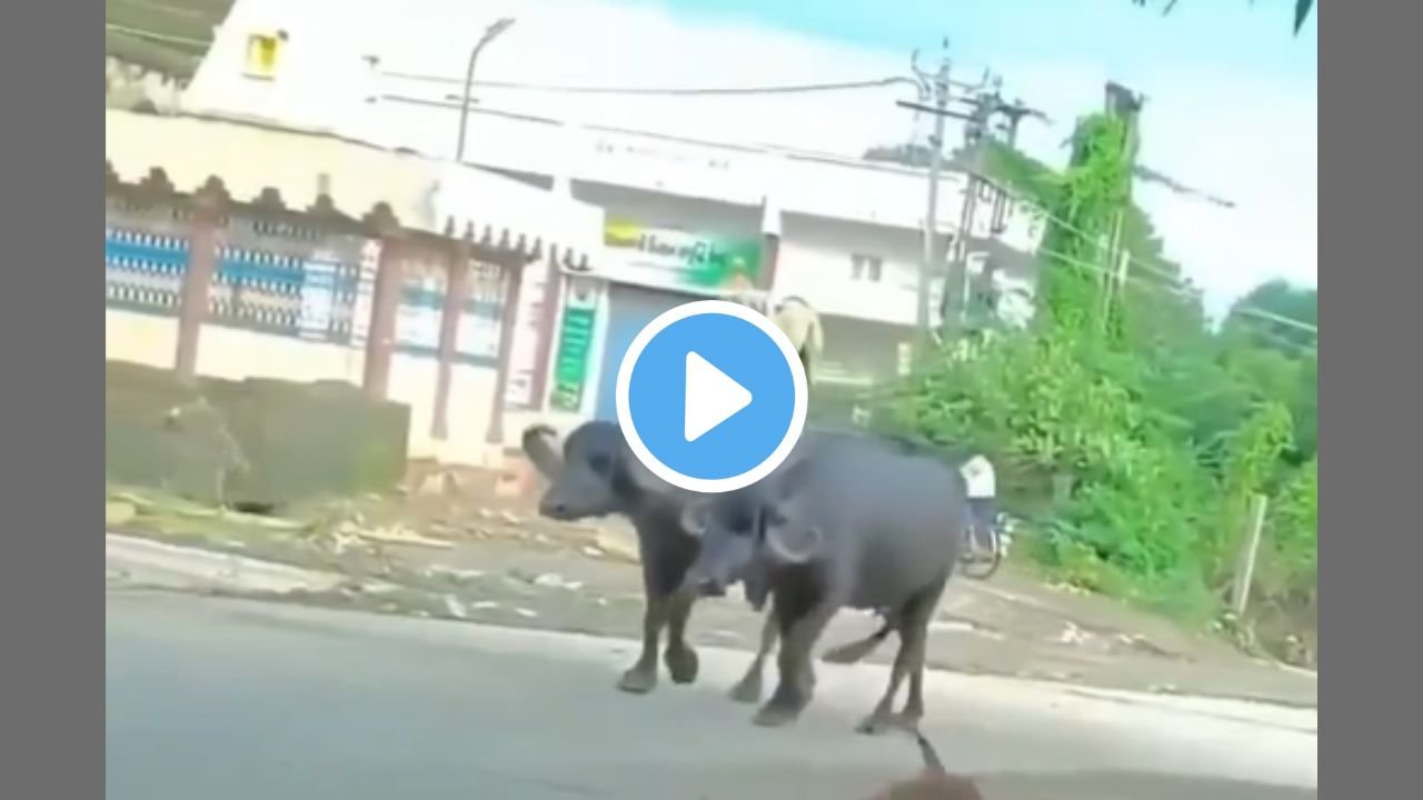 Viral Video: शहंशाह की तरह दो भैंसो की सवारी करता नजर आया कुत्ता! वीडियो हुआ वायरल