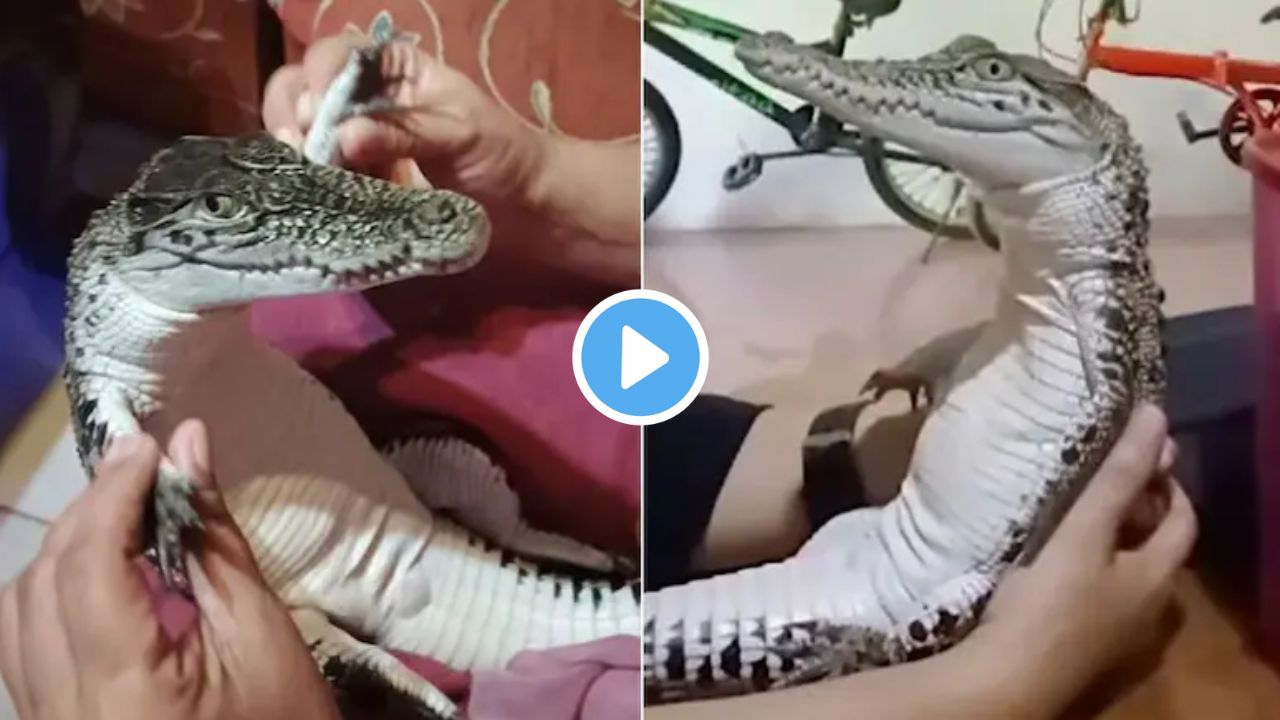 सोशल मीडिया पर वायरल हुआ छोटा सा मगरमच्छ! जिसे देखकर आप भी हो जाएंगे हैरान