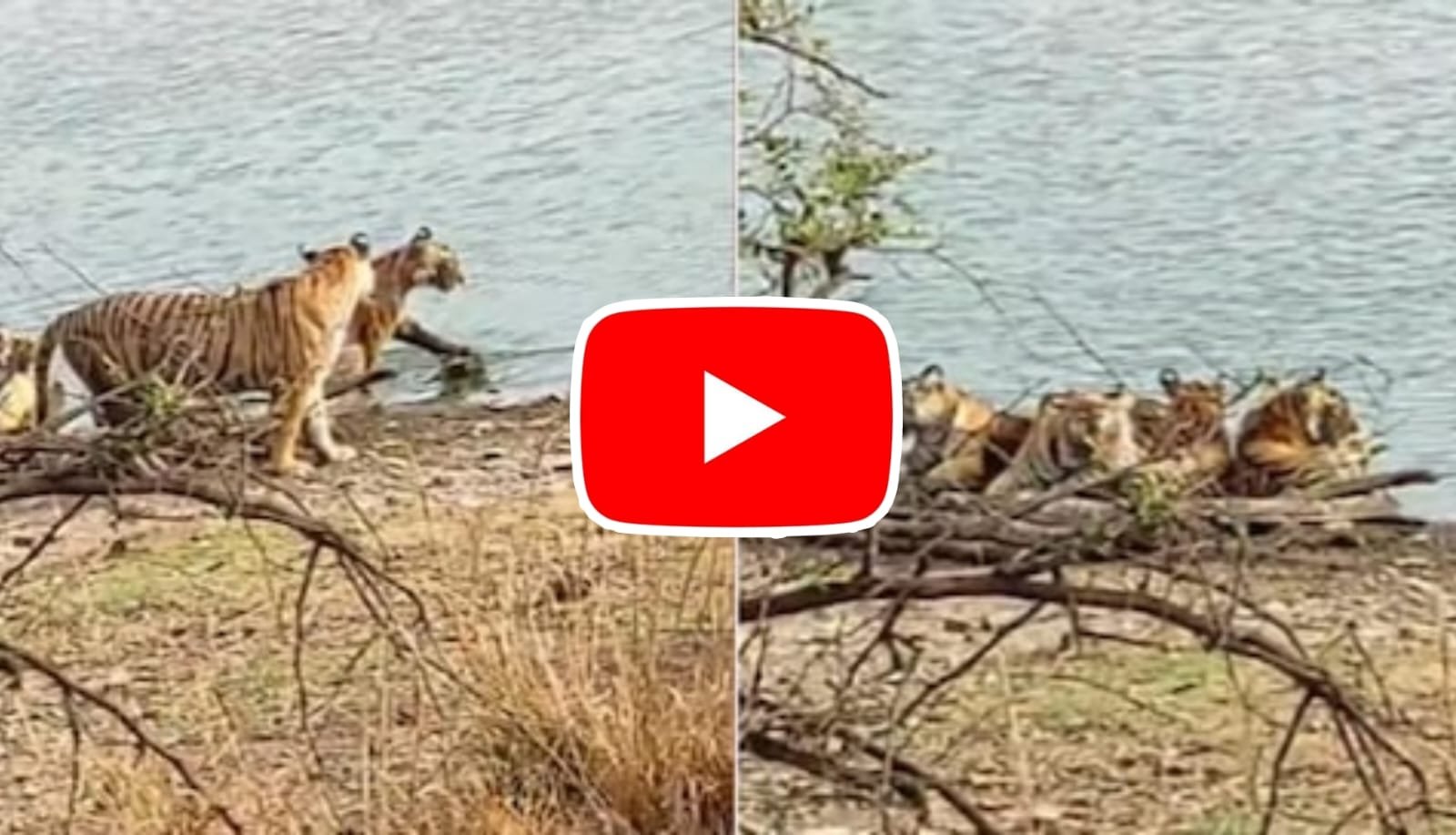 Bagh Ka Video: Tigress seen having fun with small cubs on the water bank