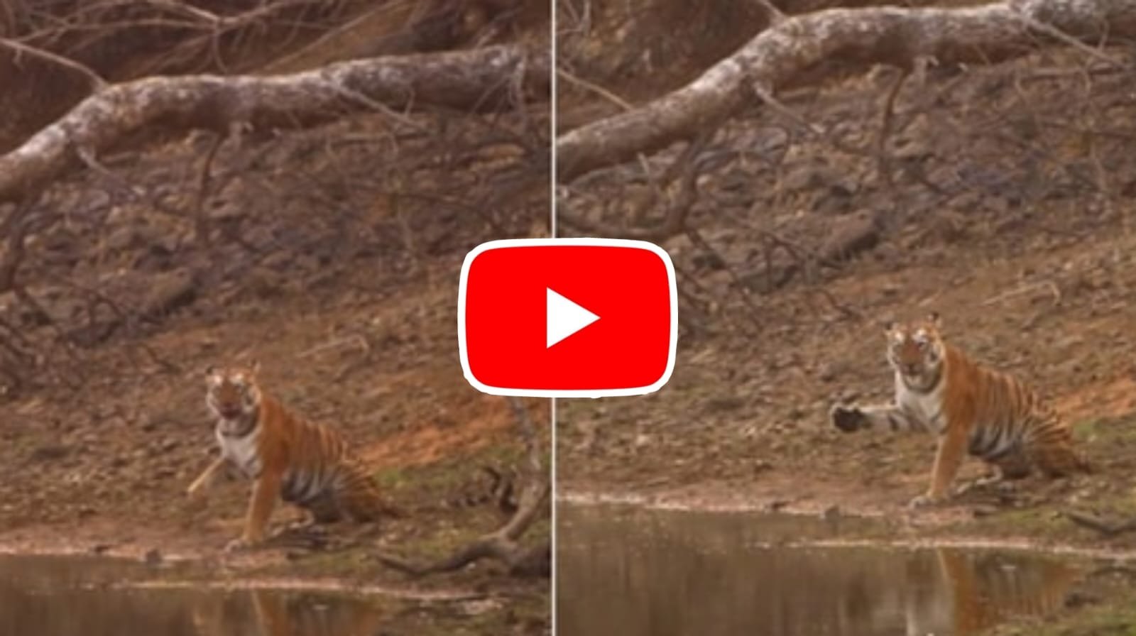 Bagh Ka Video: Video of tigress raising her paw and greeting went viral