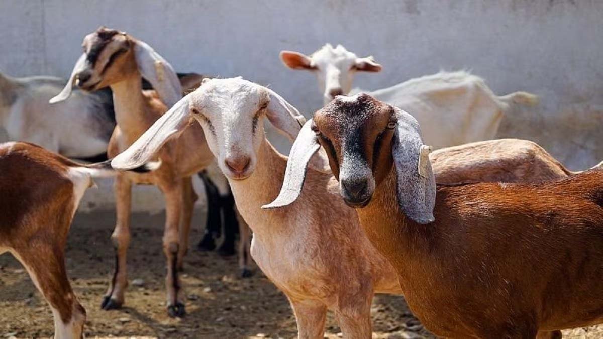 Bakri Palan: Rearing goats of 5 breeds will make you rich.