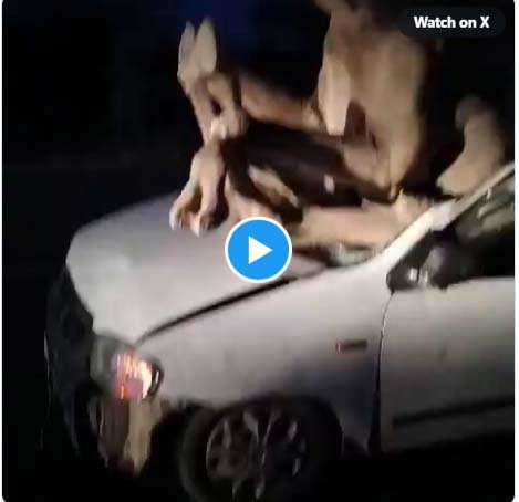 Car Camel Accident: After the collision between the camel and the car, the poor animal got trapped in the car.